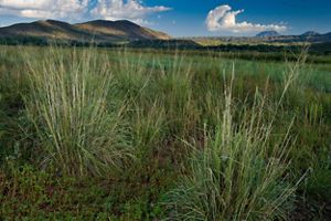Landscape of a grassland on a sunny day with mountains in the distance.