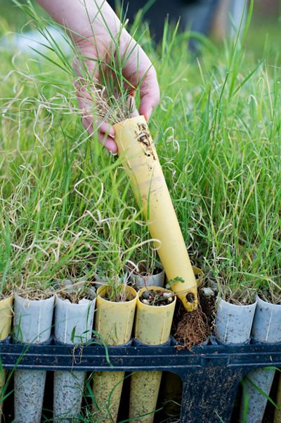 A hand pulls a a grass seedling out of a tray.