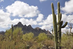 Landscape view of a mountain with two tall saguaros in the left foreground and big white clouds in the distance. 