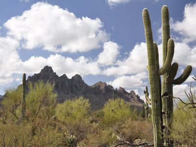 Landscape view of a mountain with two tall saguaros in the left foreground and big white clouds in the distance. 