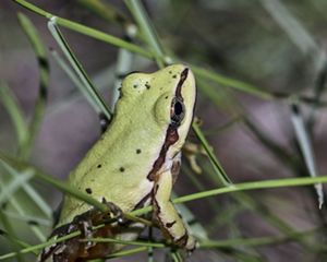 Closeup of a little green frog with a brown stripe going down its side.