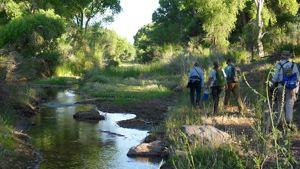 Three individuals walk on the right side of a stream, surrounded by lush, green vegetation. 