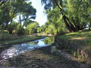 View of a river with tall, green trees and vegetation surrounding it. 