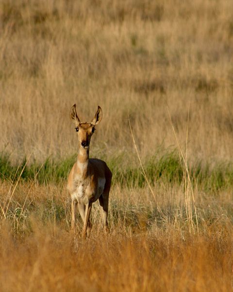 A pronghorn stands alone in a grassy field during the day.