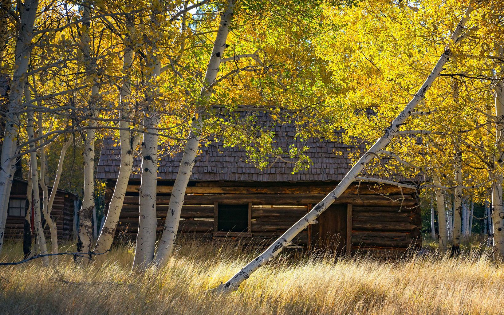 
                
                  Hart Prairie Preserve Autumn at Hart Prairie Preserve.
                  © Abe Snider
                
              
