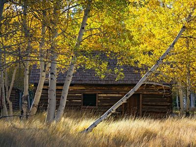 View of a log cabin with birch trees with yellow leaves in front of it.