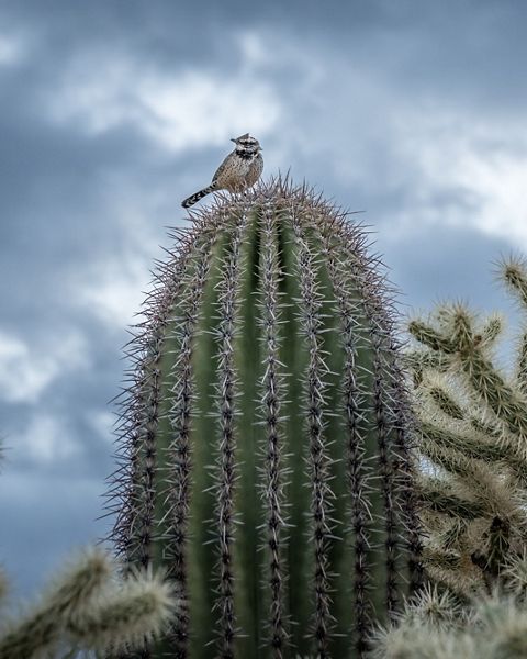 Closeup of a small bird sitting on a cactus.
