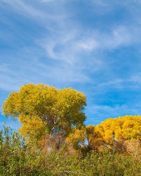 Landscape of yellows trees and green vegetation with a blue sky and clouds above.