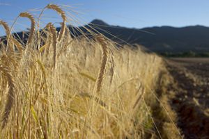 Closeup of the tips of a golden barley crop.