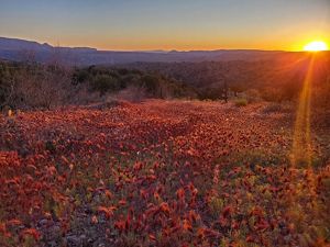 sun setting over field of red flowers