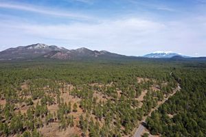 Aerial shot of a thinned forest with snow-capped mountains in the distance.