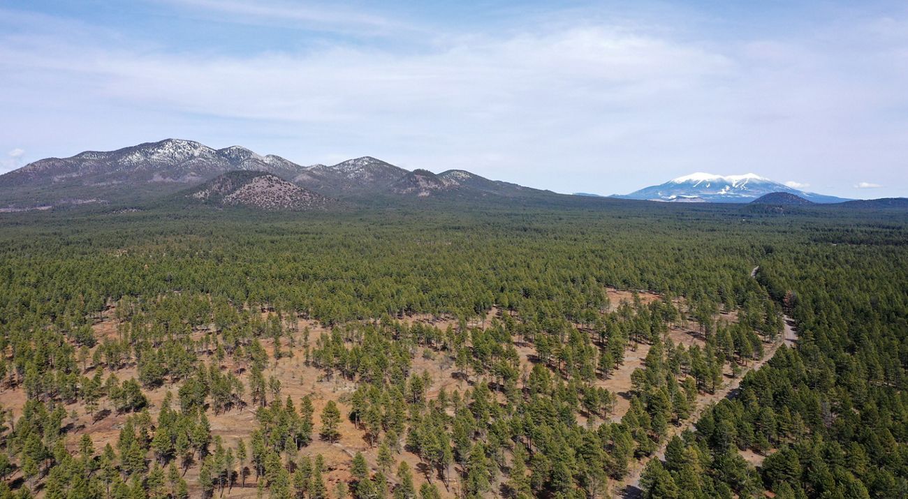 Aerial shot of a thinned forest with snow-capped mountains in the distance.