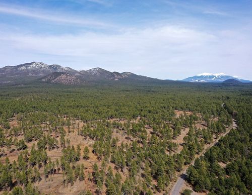 Aerial shot of a thinned forest with snow-capped mountains in the distance.