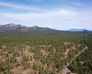 Aerial shot of a thinned forest with snow-capped mountains in the distance.