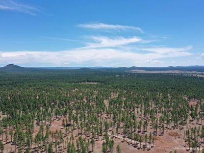 Ariel view of a forest on a sunny day.