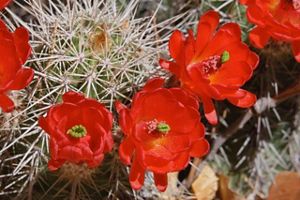 Bright orange cactus blooms amidst cactus spines.