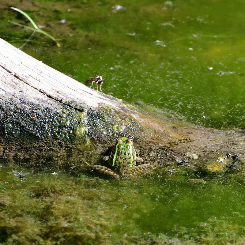 A green, medium-sized frog sits partially in algae filled water and partially on a wooden log, which a large fly is sitting upon.