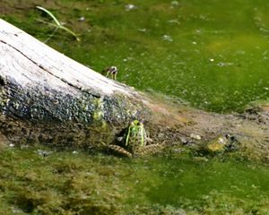 A green, medium-sized frog sits partially in algae-filled water and partially on a wooden log, which a large fly is sitting upon.