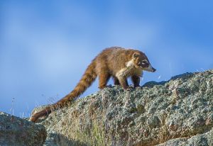 Coatimundi standing on a rock