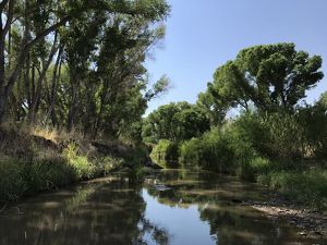 View of a river on a sunny day with tall trees and green vegetation on the sides of it.