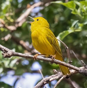 Yellow bird perched on a tree branch with its beak open.