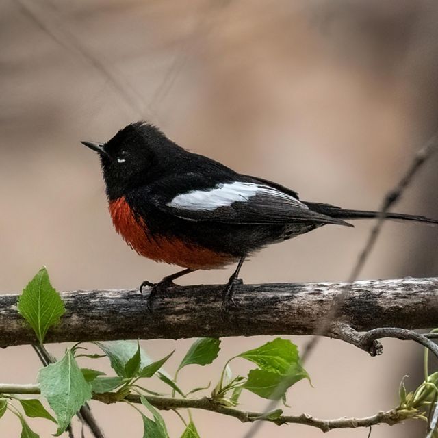 A painted redstart, a black bird with a red chest, perches on a branch.