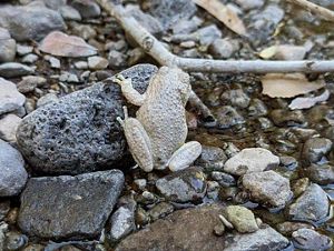 Close-up of a frog sitting on rocks in a shallow stream.