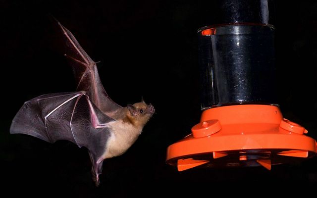 A small bat flies toward a bright orange nectar feeder at night.