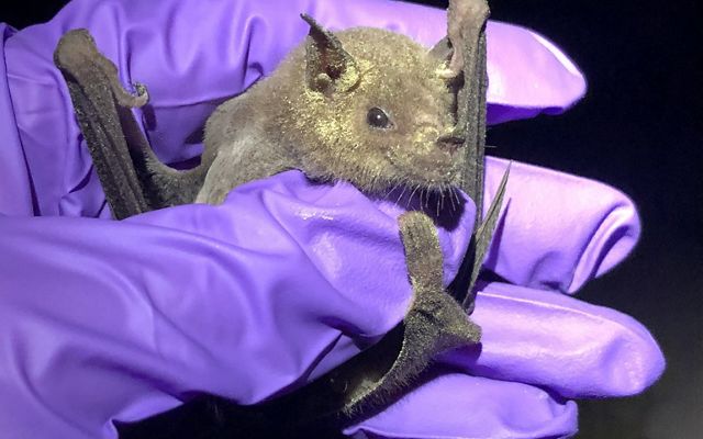 A small bat covered in yellow pollen is held by a purple-gloved hand.