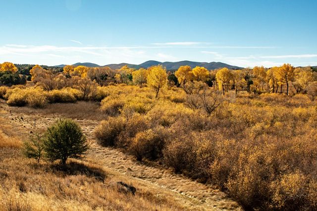Landscape of yellow and brown trees and vegetation with a blue sky above.