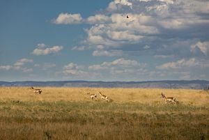Four pronghorn walk across a grassland area with a cloudy blue sky above.