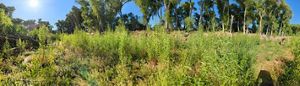View of lush, green grass in the foreground with taller trees in the background on a sunny day.