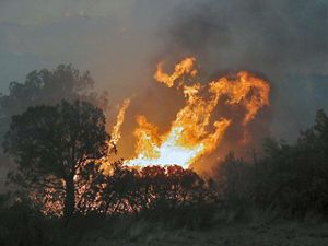 A prescribed fire burns with trees in the foreground on a dark night.
