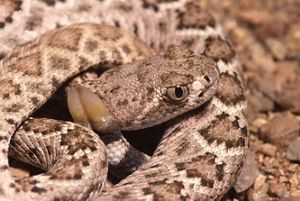 Close-up of a rattlesnake where detail is shown on the scales, eyes and rattle.