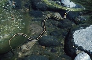 A thin snake with large vertical stripes and thin yellow vertical stripes slithers through rocks with water flowing over them.