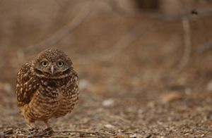 A burrowing owl stands in a dirt landscape and looks at the camera.