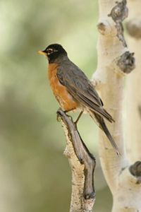 An American robin perches on an aspen tree branch