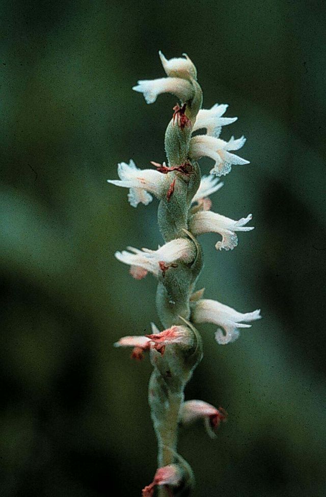 Closeup of a tall flower with little white flowers sprouting from the stalk.