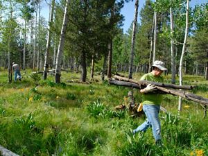A person wearing a hat and gloves hauls wood at a forest restoration site in Arizona.