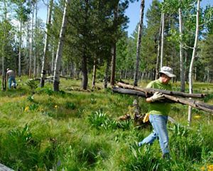A person wearing a hat and gloves hauls wood at a forest restoration site in Arizona.