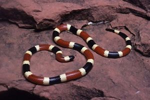 A snake with red, white and black horizontal stripes is coiled up on a red rock.
