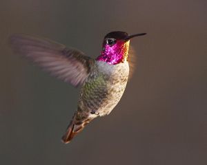 Close up of Anna's hummingbird.