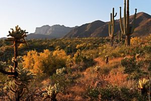 Landscape of cholla and saguaro cactus with mountains in the background.