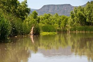 View of a river with many green trees and plants surrounding it, casting a green reflection.