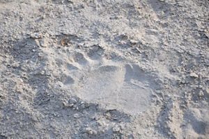 Close-up of bear track in the grey sand.