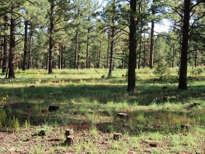 A thinned forest has several stumps and large areas of clearing.