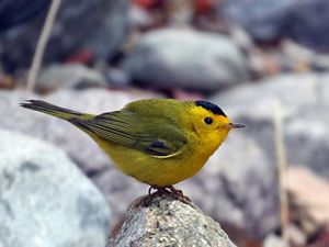 A small, stout, yellow bird stands on a rock.