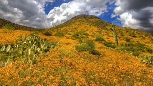 View of bright, yellow wildflowers in the sunlight with paddle cactus behind them.