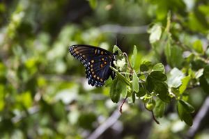 Black butterfly with orange spots perched on a branch.