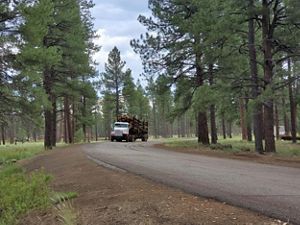 Ground level view of a forest with a narrow road running through the middle, a large white truck carrying dozens of logs is driving down it.